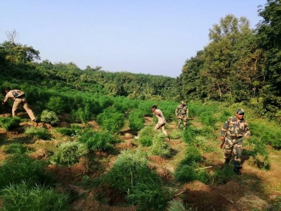 Massive numbers of Cannabis Plants destroyed by Madhupur police